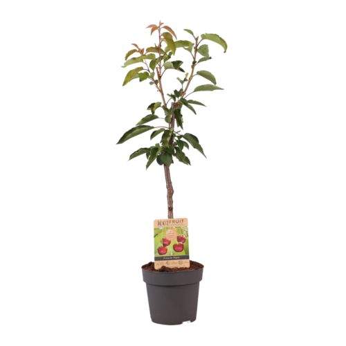 Obstbaum 95 cm - Bild 7